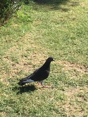 Columba livia domestica
