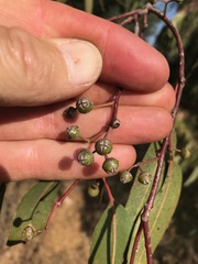 Eucalyptus camaldulensis