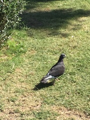 Columba livia domestica