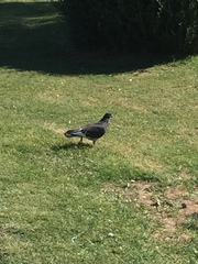 Columba livia domestica