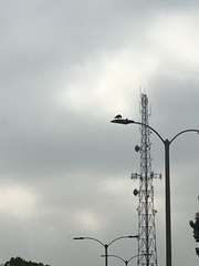 Corvus brachyrhynchos