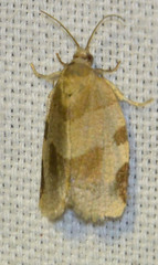 Choristoneura hebenstreitella