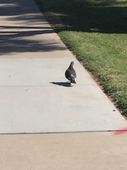 Columba livia domestica