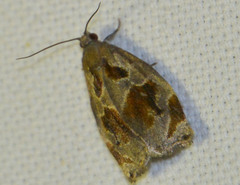 Archips crataegana