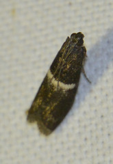 Elegia similella