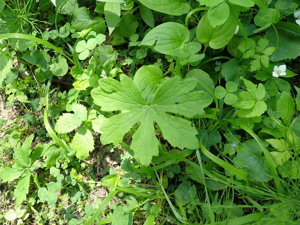 Arctic Butterbur from Foothills County, AB, Canada on July 6, 2024 at ...