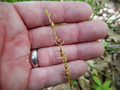 Piptatheropsis pungens