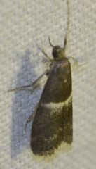 Elegia similella