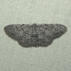Idaea violacearia