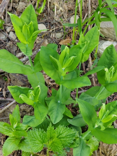 Image of Cerastium davuricum by (c) Виктория Билоус, some rights reserved (CC BY)