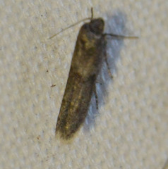 Blastobasis phycidella