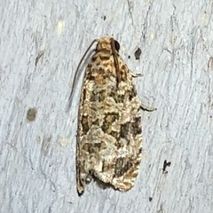 Phaecasiophora niveiguttana