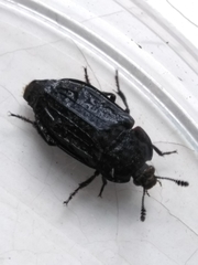 Thanatophilus rugosus