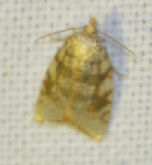 Aleimma loeflingiana