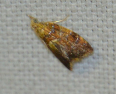 Pseudargyrotoza conwagana