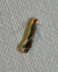 Monopis obviella