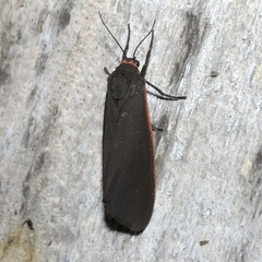 Virbia laeta