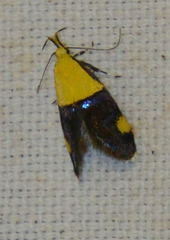 Oecophora bractella