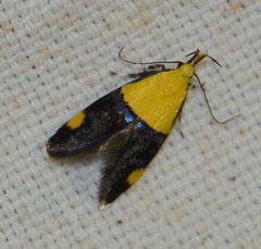 Oecophora bractella