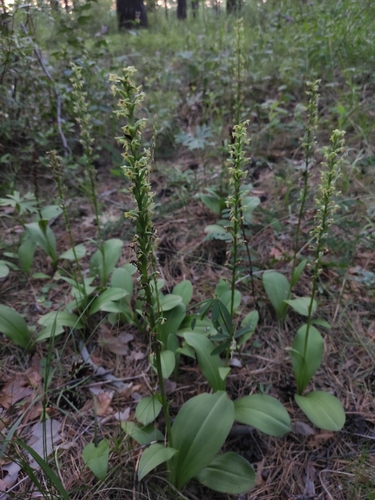 Platanthera fuscescens, photograph 3