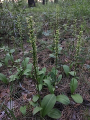 Platanthera fuscescens, photograph (c) Юлия, some rights reserved (CC BY)