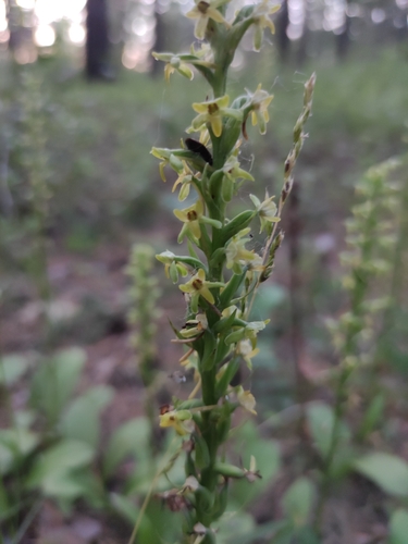 Platanthera fuscescens, photograph 4