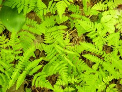 Gymnocarpium dryopteris