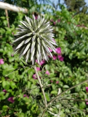 Echinops adenocaulos