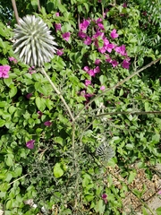 Echinops adenocaulos