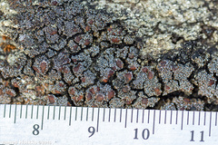 Fuscopannaria maritima