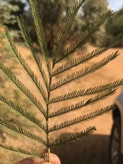Acacia decurrens