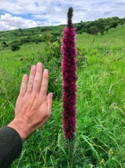 Pontechium maculatum