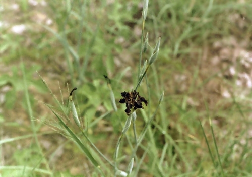 Kalahari Spiderlily (Ferraria glutinosa)