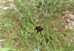 Ferraria glutinosa