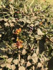 Lantana camara