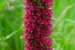 Pontechium maculatum