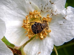 Trichiotinus assimilis