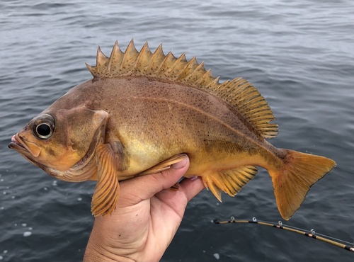 Speckled rockfish (Sebastes ovalis) — Sebastidae — 2