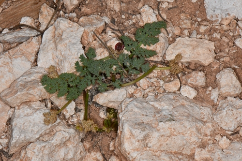 Cedar Breaks Springparsley (Cymopterus minimus)