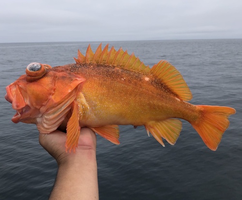 Starry rockfish (Sebastes constellatus) — Sebastidae — 2