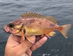 Squarespot Rockfish photo 1