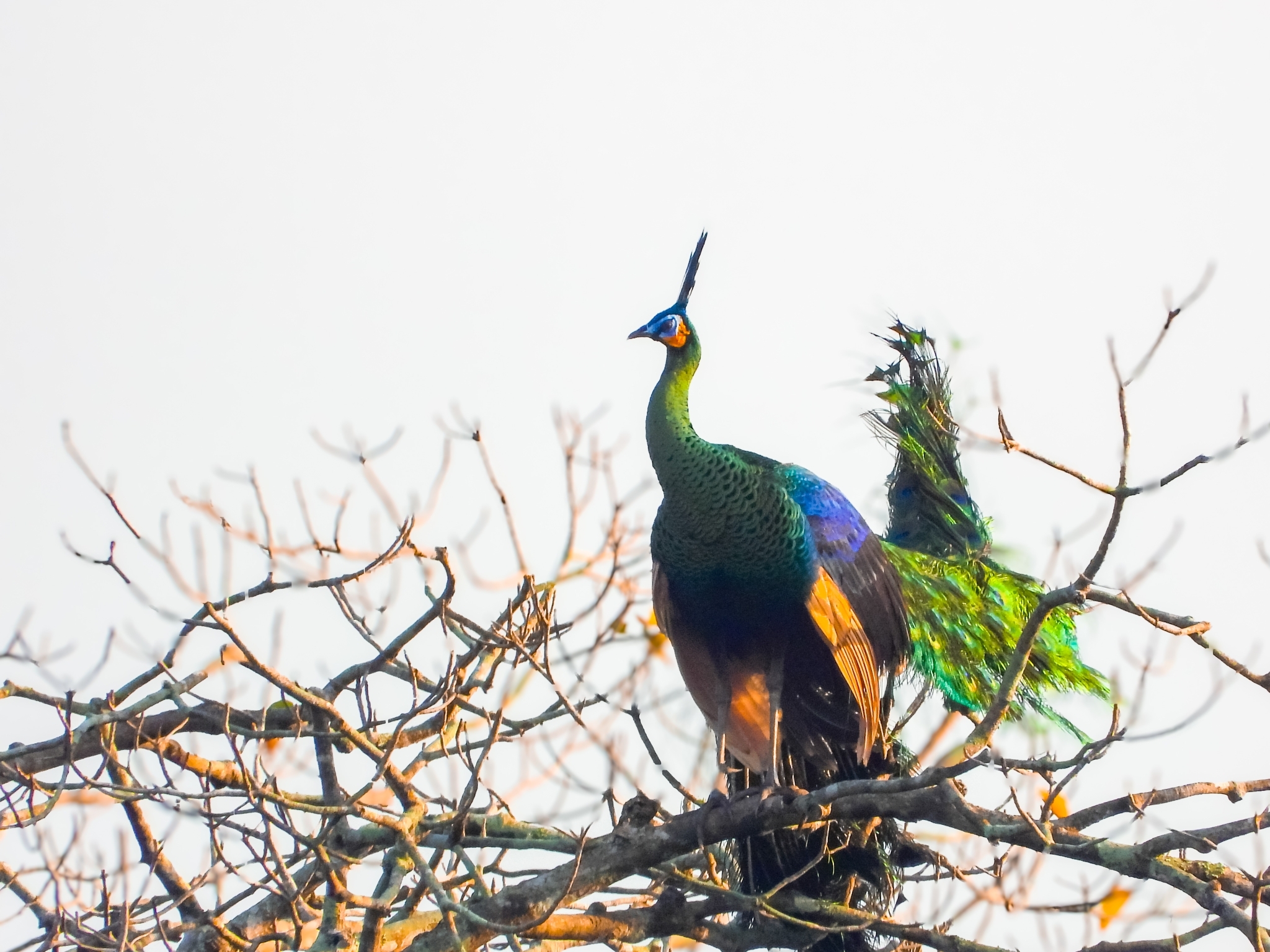Green Peafowl