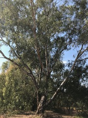 Eucalyptus camaldulensis