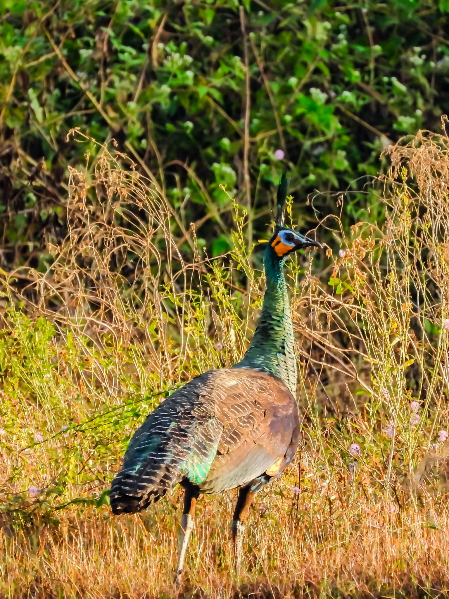 Green Peafowl