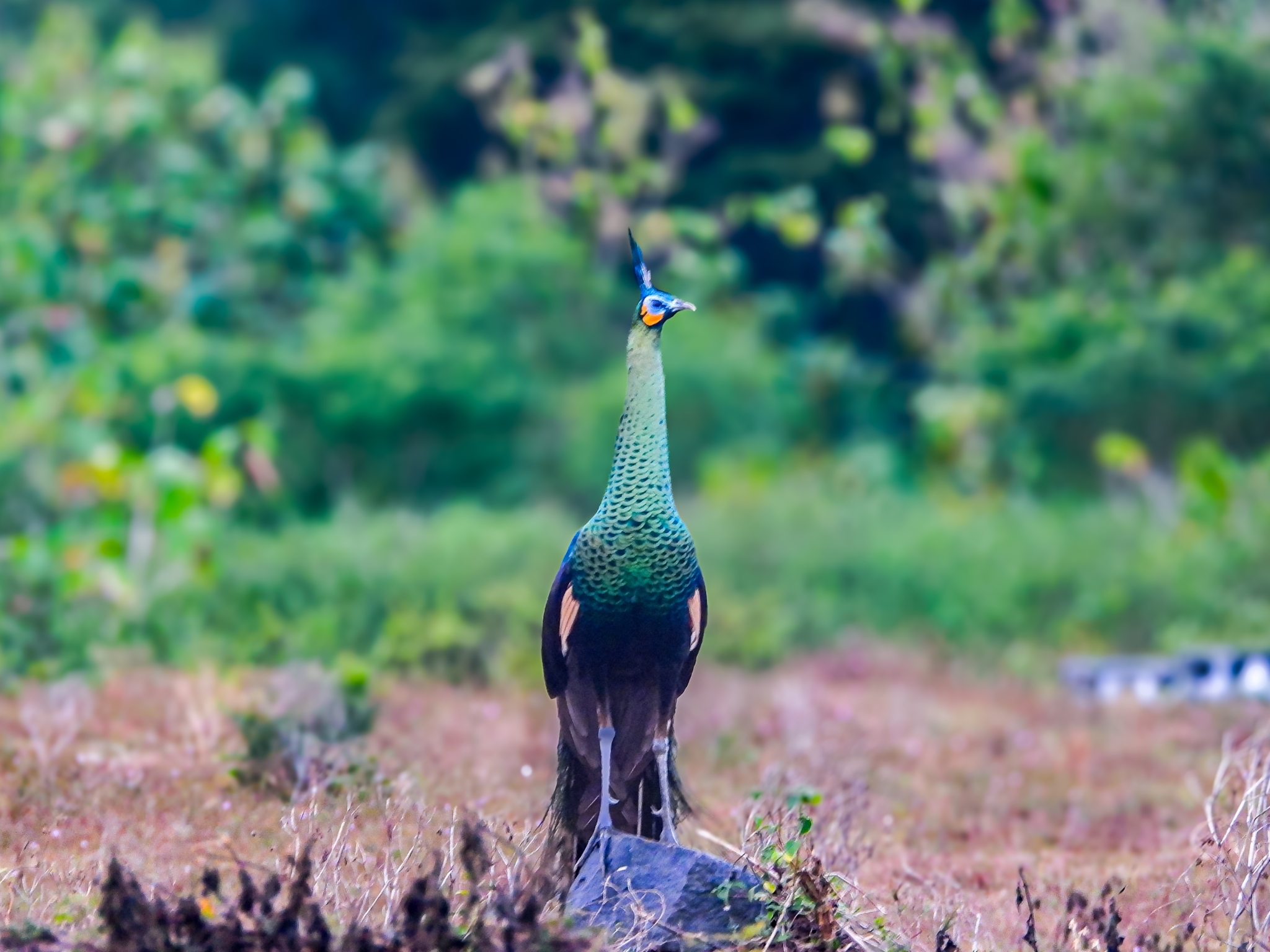 Green Peafowl