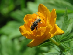 Trichodes ircutensis