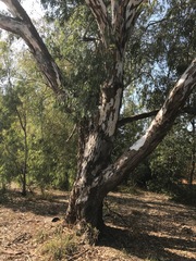 Eucalyptus camaldulensis