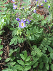 Polemonium californicum