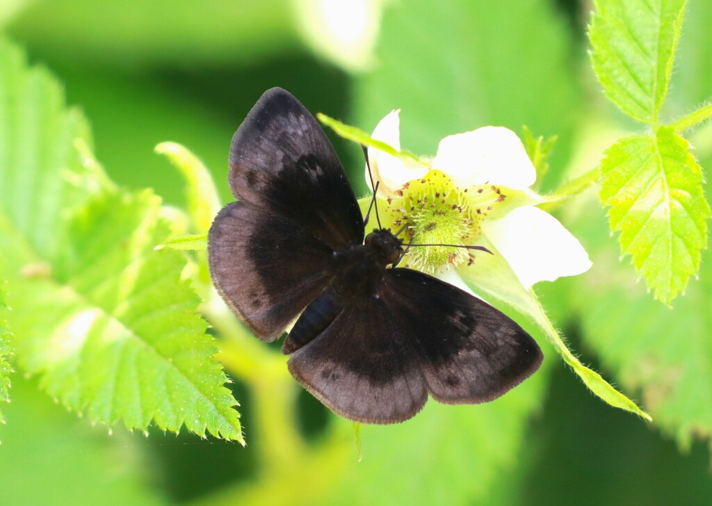 Ouleus accedens