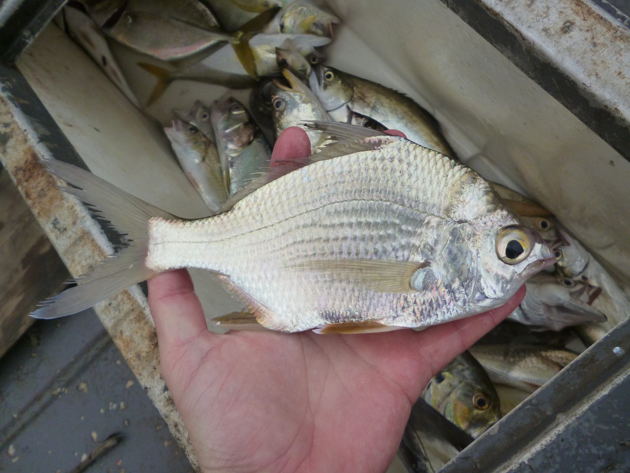 Brazilian Mojarra
